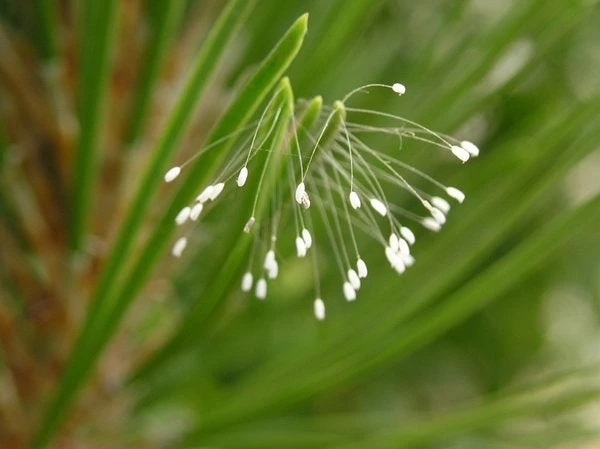 Δείτε το «τυχερό λουλούδι από τον ουρανό» που ανθίζει κάθε 3.000 χρόνια